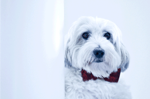 GamePlanMarketing_Dexter-Dog-1